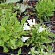 Zvonek lžičkolistý 'Bavaria White' - Campanula cochleariifolia 'Bavaria White'
