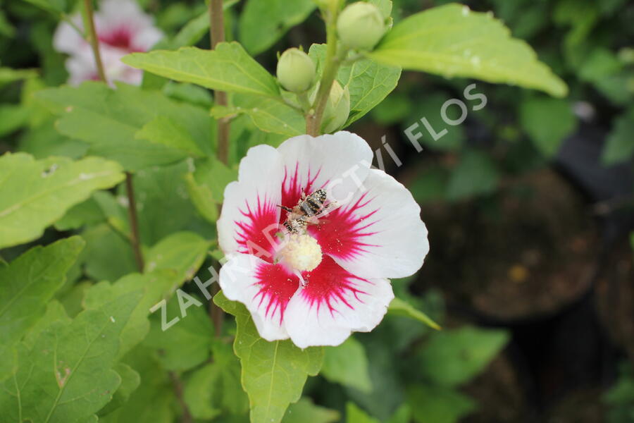 Ibišek syrský 'Dorothy Crane' - Hibiscus syriacus 'Dorothy Crane'