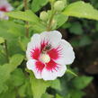 Ibišek syrský 'Dorothy Crane' - Hibiscus syriacus 'Dorothy Crane'