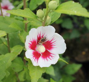 Ibišek syrský 'Dorothy Crane' - Hibiscus syriacus 'Dorothy Crane'