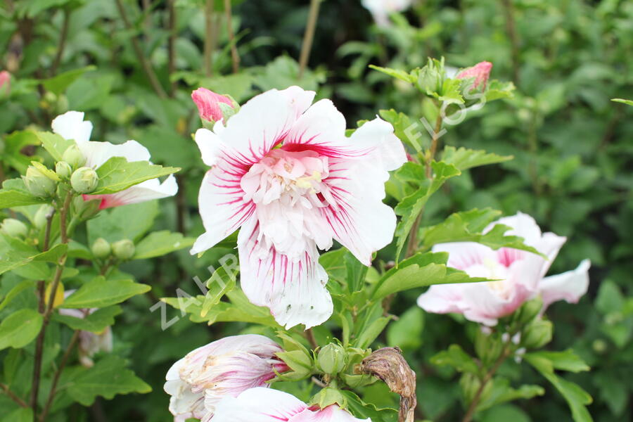 Ibišek syrský 'Dorothy Crane' - Hibiscus syriacus 'Dorothy Crane'