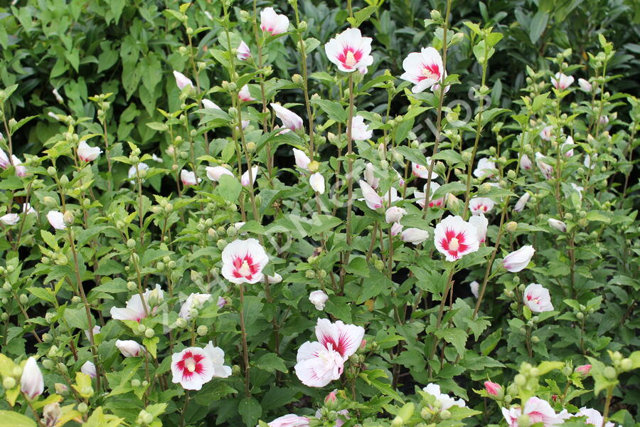 Ibišek syrský 'Dorothy Crane' - Hibiscus syriacus 'Dorothy Crane'