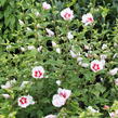 Ibišek syrský 'Dorothy Crane' - Hibiscus syriacus 'Dorothy Crane'