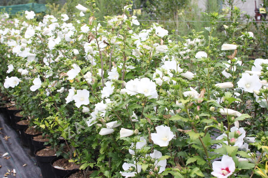 Ibišek syrský 'Eleonore' - Hibiscus syriacus 'Eleonore'