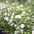 Ibišek syrský 'Eleonore' - Hibiscus syriacus 'Eleonore'