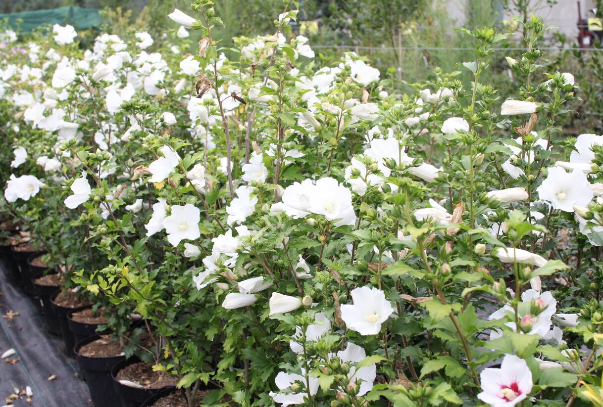 Ibišek syrský 'Eleonore' - Hibiscus syriacus 'Eleonore'