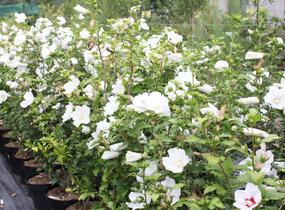 Ibišek syrský 'Eleonore' - Hibiscus syriacus 'Eleonore'