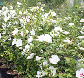 Ibišek syrský 'Eleonore' - Hibiscus syriacus 'Eleonore'