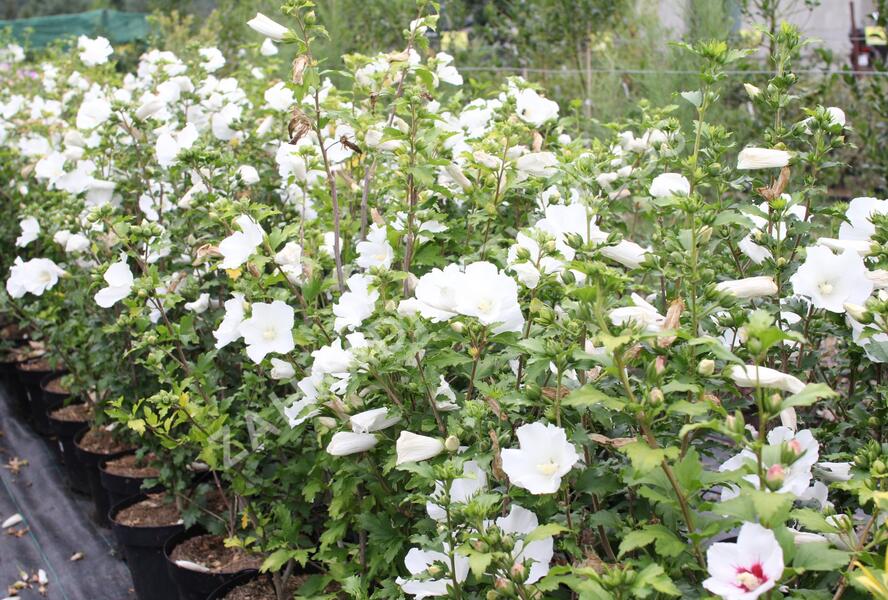 Ibišek syrský 'Eleonore' - Hibiscus syriacus 'Eleonore'