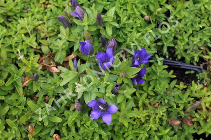 Hořec 'Luis Big Blue' - Gentiana hybrida 'Luis Big Blue'
