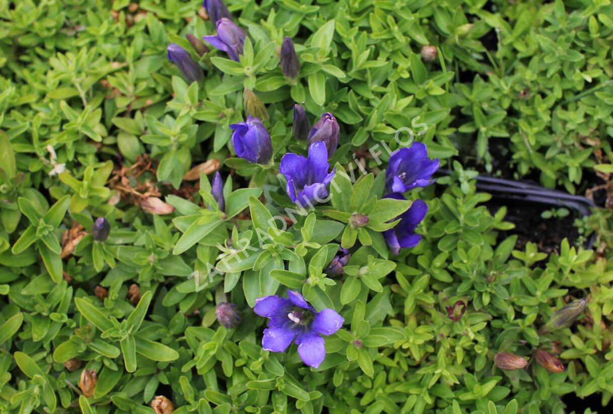 Hořec 'Luis Big Blue' - Gentiana hybrida 'Luis Big Blue'