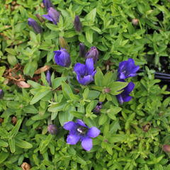 Hořec 'Luis Big Blue' - Gentiana hybrida 'Luis Big Blue'