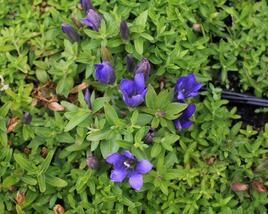 Hořec 'Luis Big Blue'