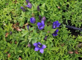 Hořec 'Luis Big Blue' - Gentiana hybrida 'Luis Big Blue'