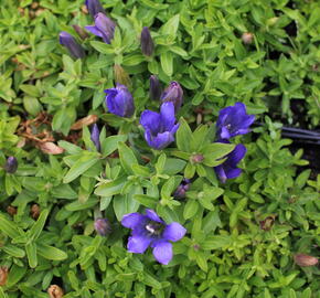 Hořec 'Luis Big Blue' - Gentiana hybrida 'Luis Big Blue'