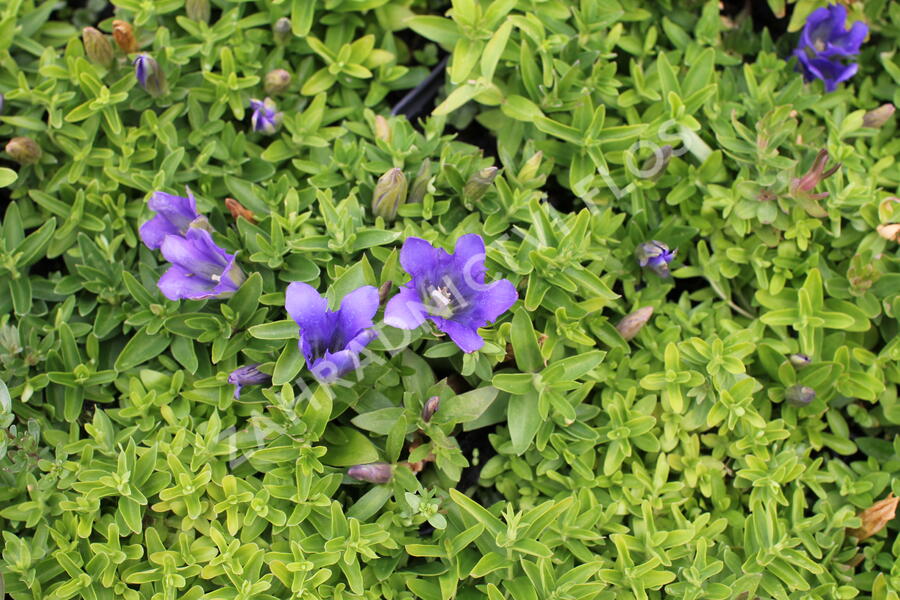 Hořec 'Luis Big Blue' - Gentiana hybrida 'Luis Big Blue'