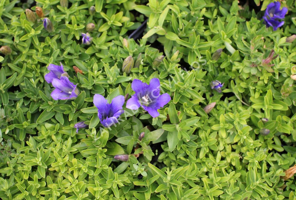 Hořec 'Luis Big Blue' - Gentiana hybrida 'Luis Big Blue'
