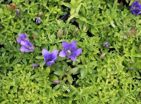 Hořec 'Luis Big Blue' - Gentiana hybrida 'Luis Big Blue'