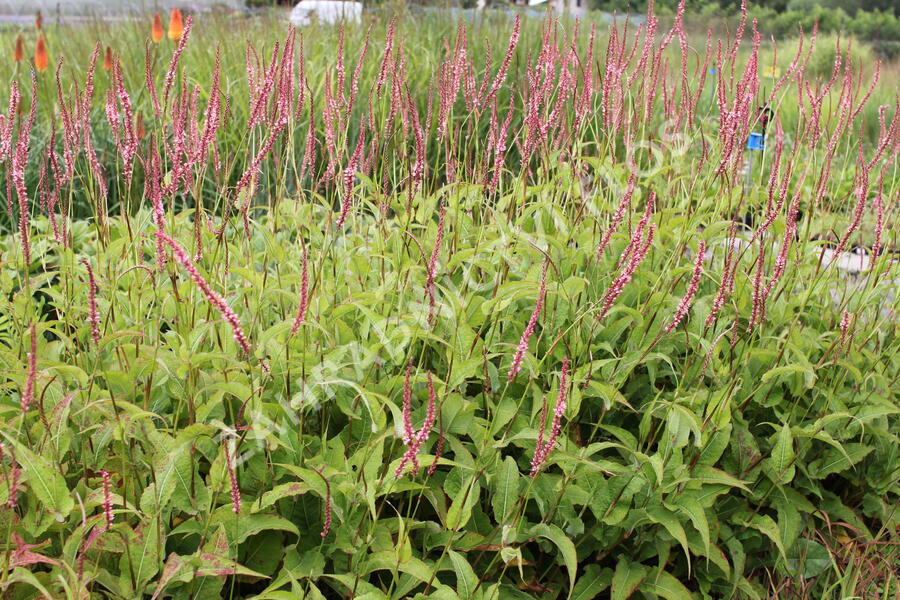 Rdesno objímavé 'Fascination' - Bistorta amplexicaulis 'Fascination'