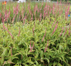 Rdesno 'Fascination' - Bistorta amplexicaulis 'Fascination'