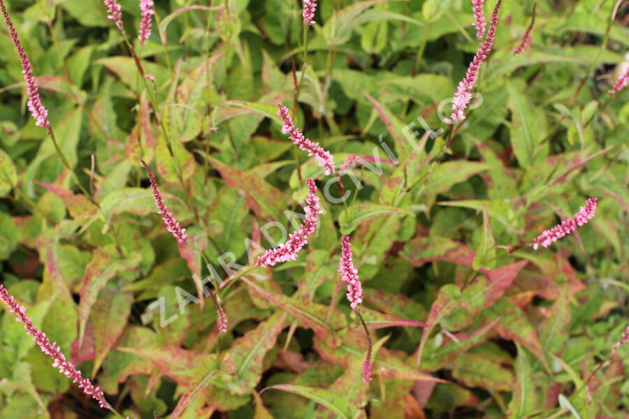 Rdesno objímavé 'Fascination' - Bistorta amplexicaulis 'Fascination'