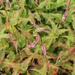 Rdesno 'Fascination' - Bistorta amplexicaulis 'Fascination'