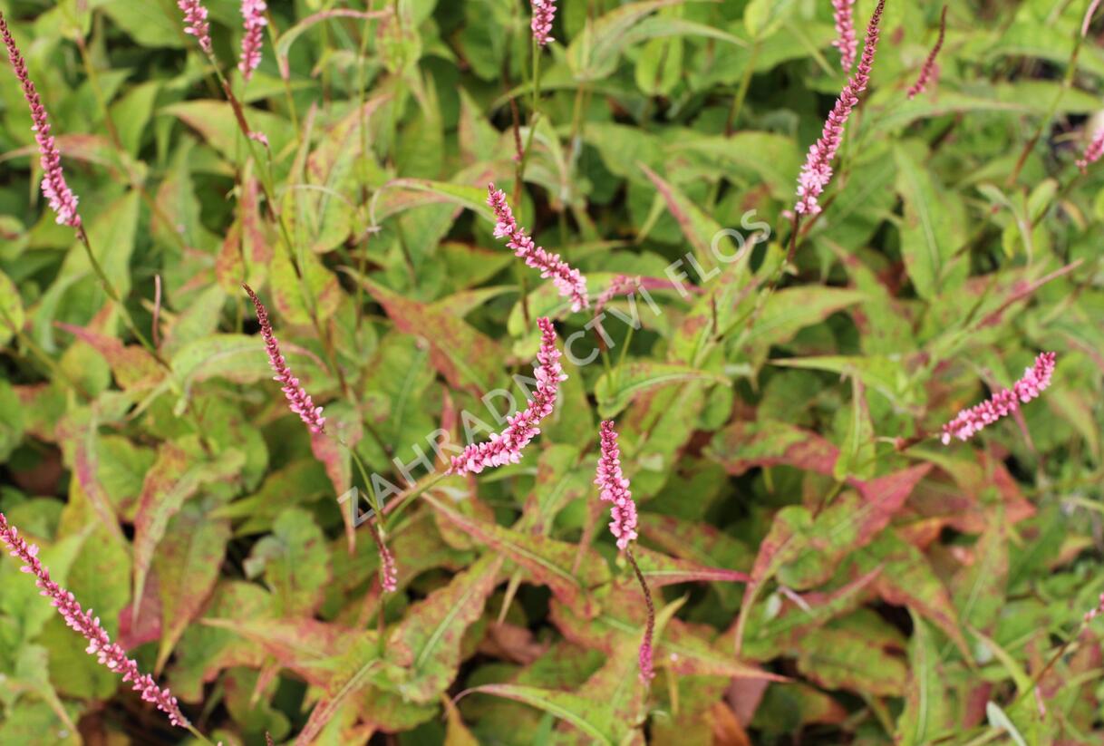 Rdesno objímavé 'Fascination' - Bistorta amplexicaulis 'Fascination'