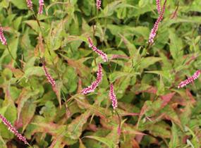 Rdesno objímavé 'Fascination' - Bistorta amplexicaulis 'Fascination'