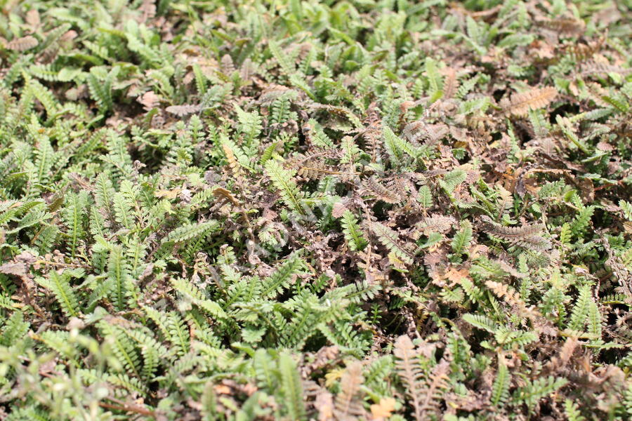 Mechovec - Cotula potentillina