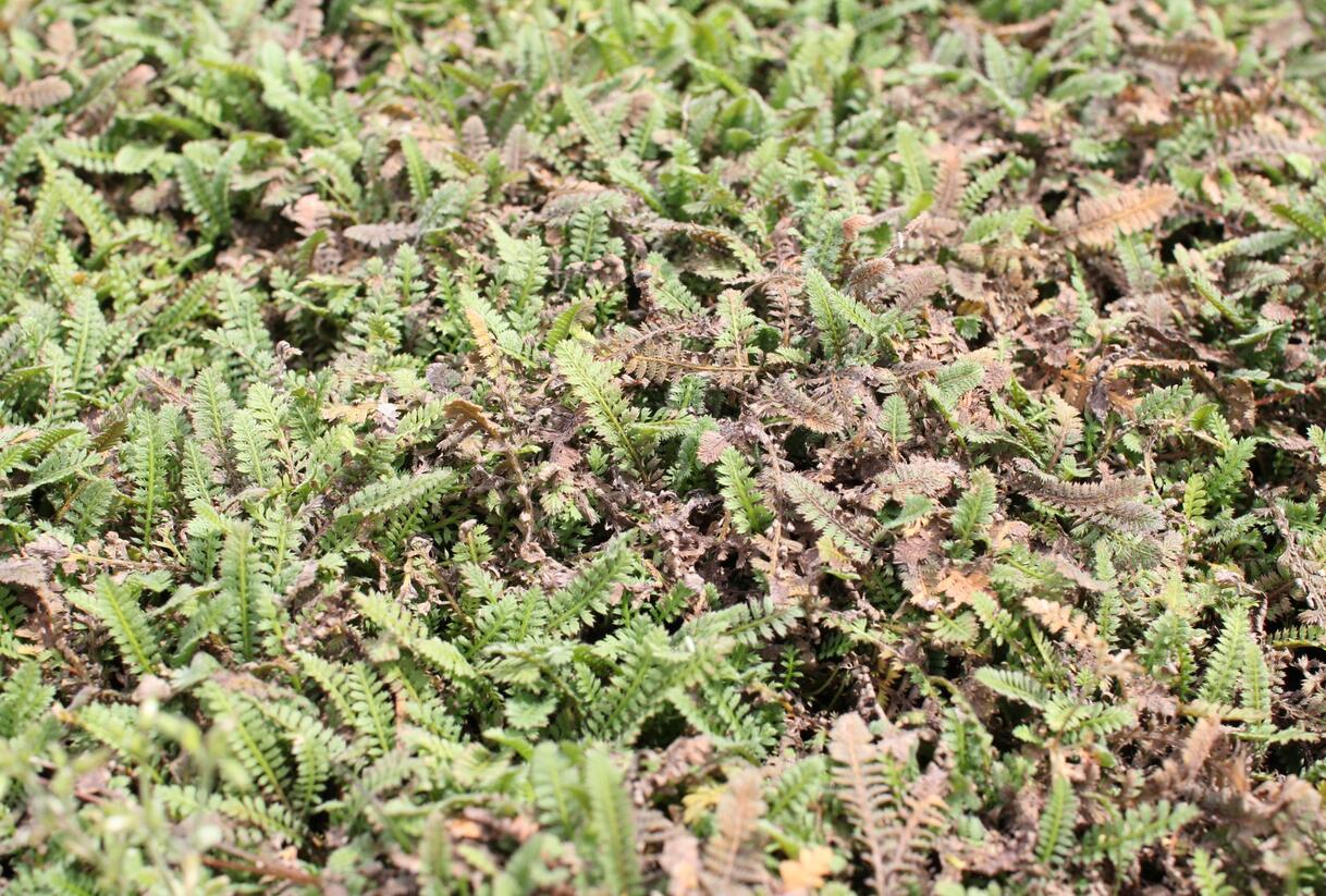 Mechovec - Cotula potentillina