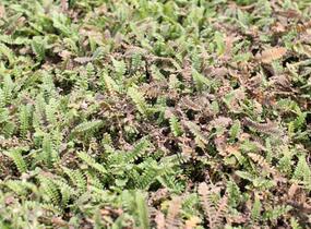 Mechovec - Cotula potentillina