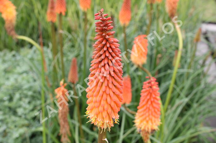 Kleopatřina jehla 'Alcazar' - Kniphofia 'Alcazar'