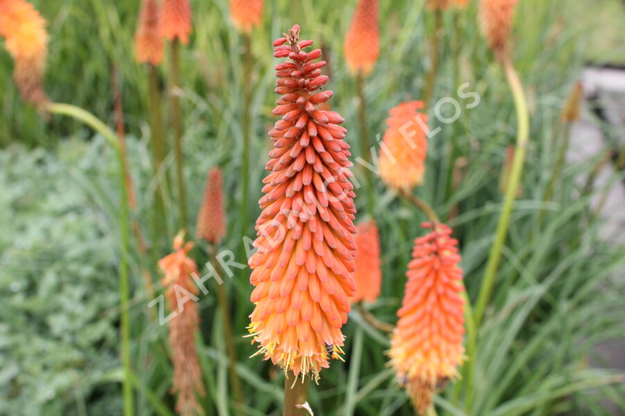 Kleopatřina jehla 'Alcazar' - Kniphofia 'Alcazar'
