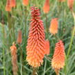 Kleopatřina jehla 'Alcazar' - Kniphofia 'Alcazar'