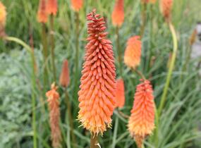Kleopatřina jehla 'Alcazar' - Kniphofia 'Alcazar'