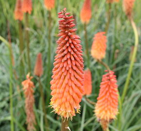 Kleopatřina jehla 'Alcazar' - Kniphofia 'Alcazar'