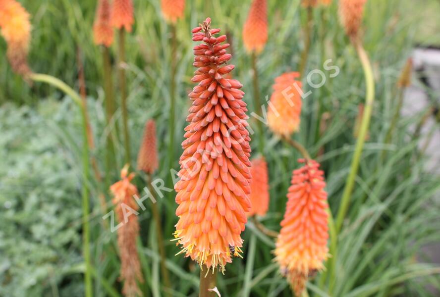 Kleopatřina jehla 'Alcazar' - Kniphofia 'Alcazar'