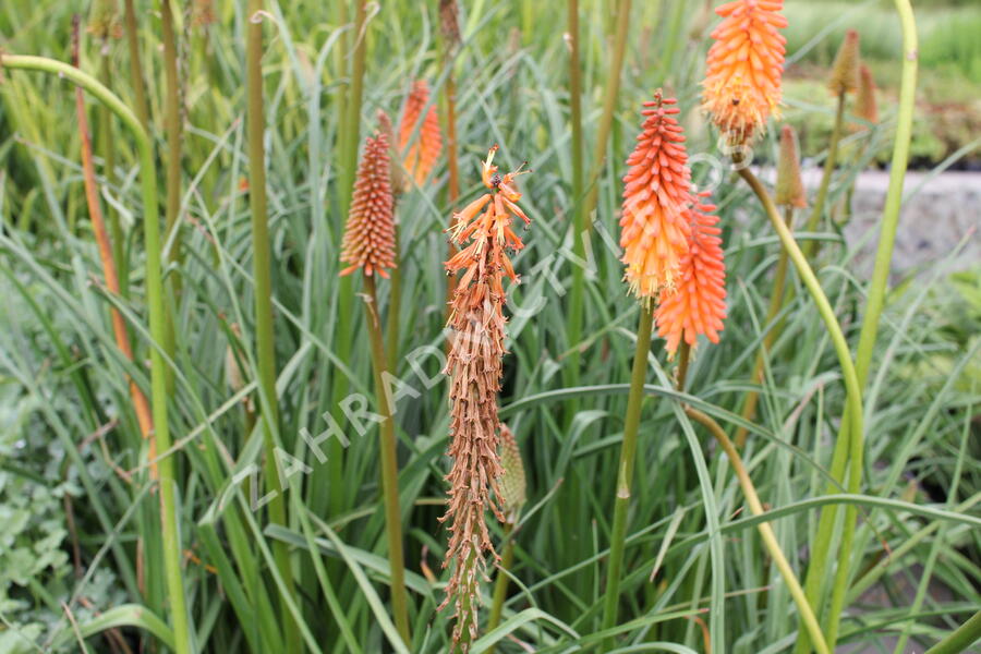 Kleopatřina jehla 'Alcazar' - Kniphofia 'Alcazar'