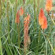 Kleopatřina jehla 'Alcazar' - Kniphofia 'Alcazar'