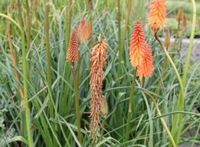 Kleopatřina jehla 'Alcazar' - Kniphofia 'Alcazar'