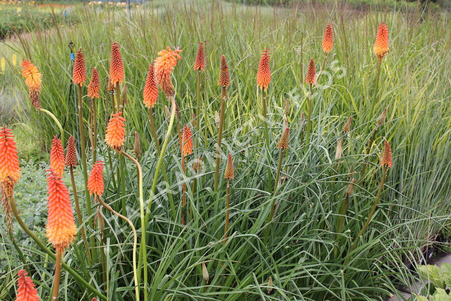 Kleopatřina jehla 'Alcazar' - Kniphofia 'Alcazar'