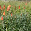 Kleopatřina jehla 'Alcazar' - Kniphofia 'Alcazar'