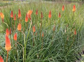 Kleopatřina jehla 'Alcazar' - Kniphofia 'Alcazar'