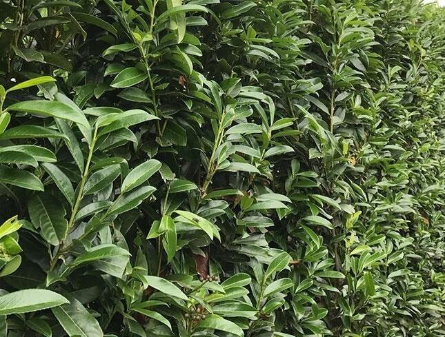 Bobkovišeň lékařská 'Genolia' - předpěstovaný živý plot - Prunus laurocerasus 'Genolia' - předpěstovaný živý plot