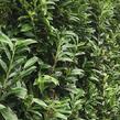 Bobkovišeň lékařská 'Genolia'  - předpěstovaný živý plot - Prunus laurocerasus 'Genolia' - předpěstovaný živý plot