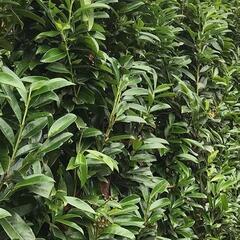Bobkovišeň lékařská 'Genolia'  - předpěstovaný živý plot - Prunus laurocerasus 'Genolia' - předpěstovaný živý plot