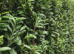 Bobkovišeň lékařská 'Genolia' - předpěstovaný živý plot - Prunus laurocerasus 'Genolia' - předpěstovaný živý plot