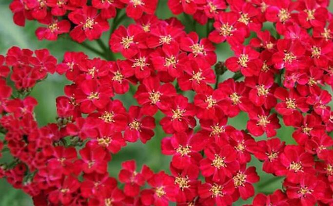 Řebříček obecný 'Red Velvet' - Achillea millefolium 'Red Velvet'