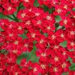 Řebříček obecný 'Red Velvet' - Achillea millefolium 'Red Velvet'