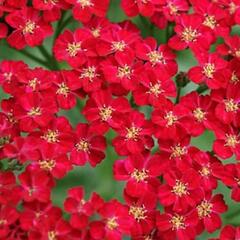 Řebříček obecný 'Red Velvet' - Achillea millefolium 'Red Velvet'